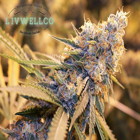 Northern Lights
