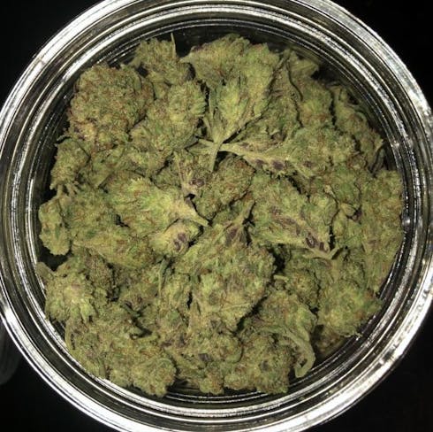 Sensi Star
