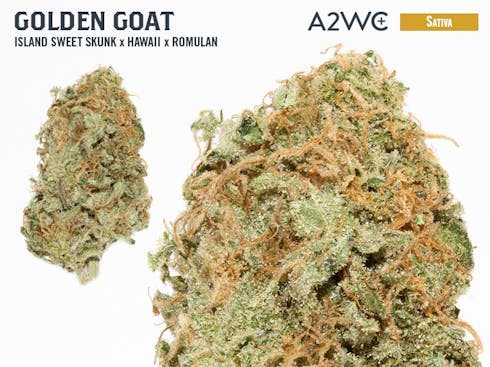 Golden Goat