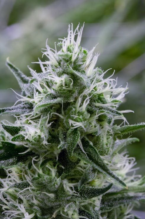 REC - Durban Poison Single Gram