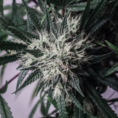 Durban Poison (Medical)