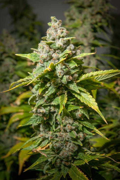 Blueberry Headband