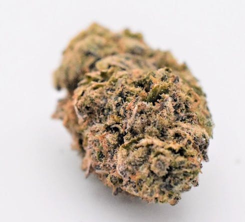 Sugar Mint