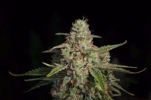 Lavender Jones