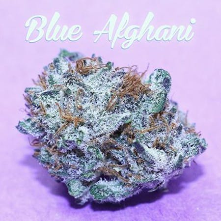 Blue Afghani #2