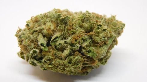 Scout Master Oz by Canna Trust