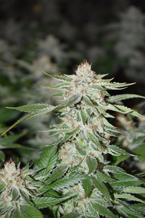 Black Fire OG
