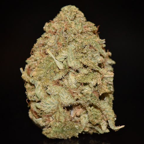 Darlins Net By Northern Dreams