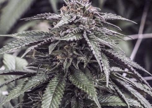 Flo (Medical)