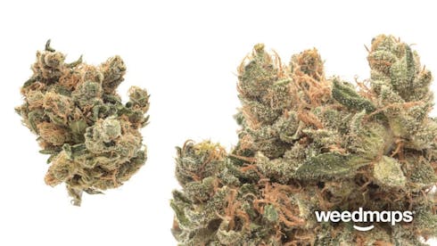 REC - Bruce Banner