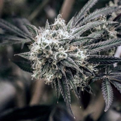 Alien Dawg (Medical)