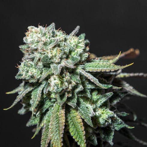 Small Flower: Da Glue