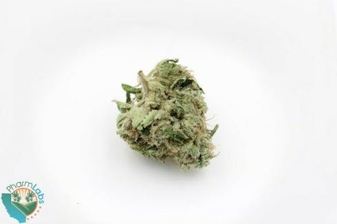Pina Grande | Pot Farmer Sal