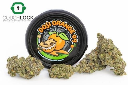Dosi Orange #9 by Greenline Organic Nurseries