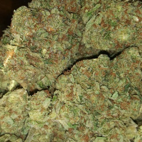 Mimosa