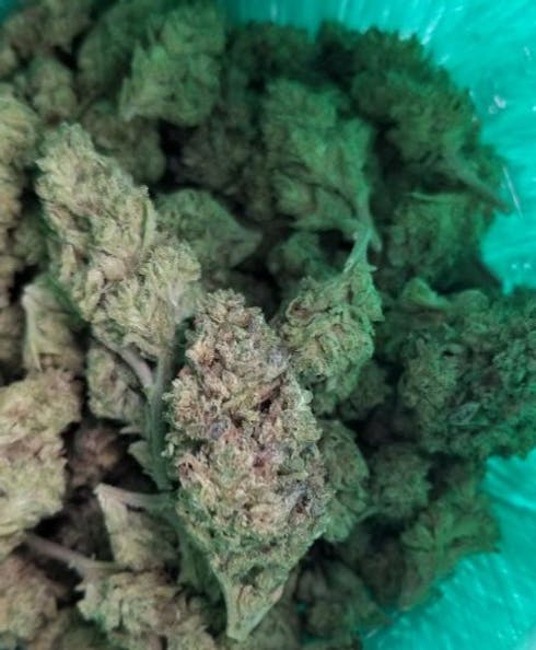 Jungle Cake