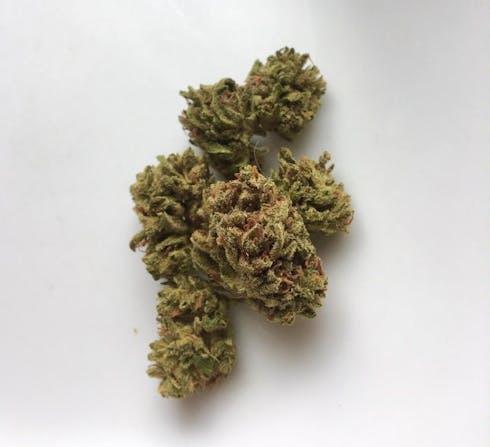 Honeysuckle