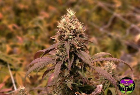 Bruce Banner