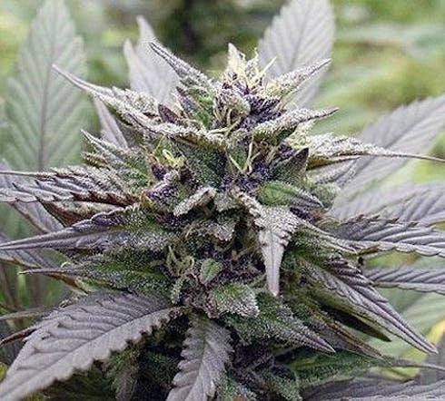 Skywalker 600