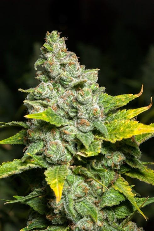 REC - Blueberry Headband 1/8