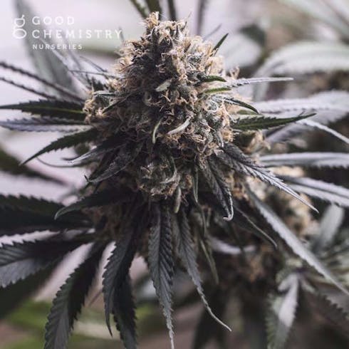 Juicy Fruit Thai (Medical)