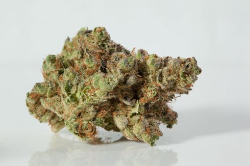 Primus OG