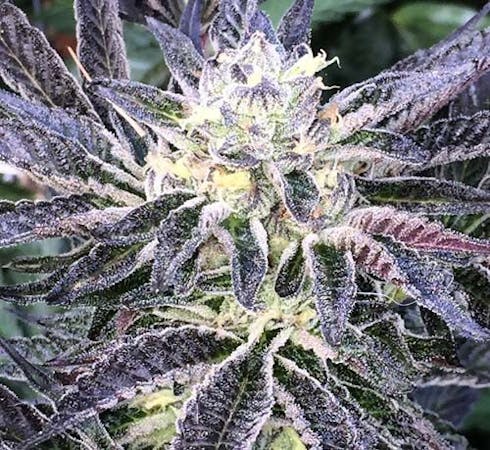 Platinum Animal Cookies by Ruby Farms