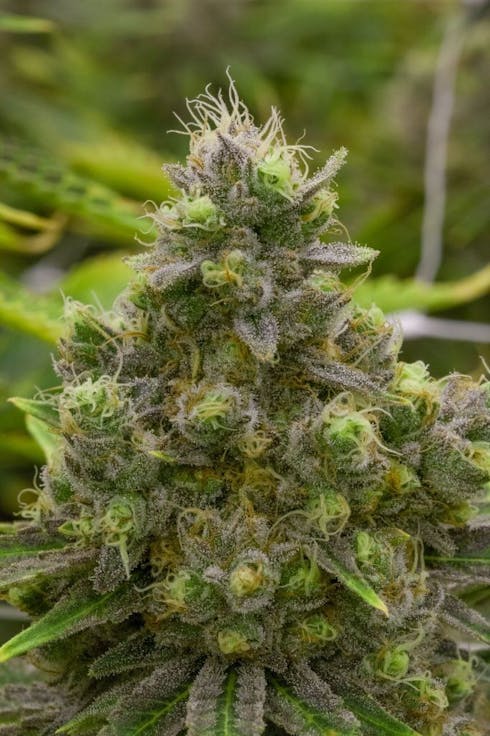 REC - Orange Herijuana