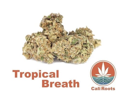 Tropical Breath 2