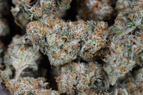 Cookie Jar