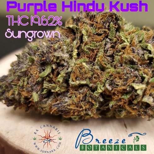 Purple Hindu Kush - Sungrown - Sunna Ra Acres