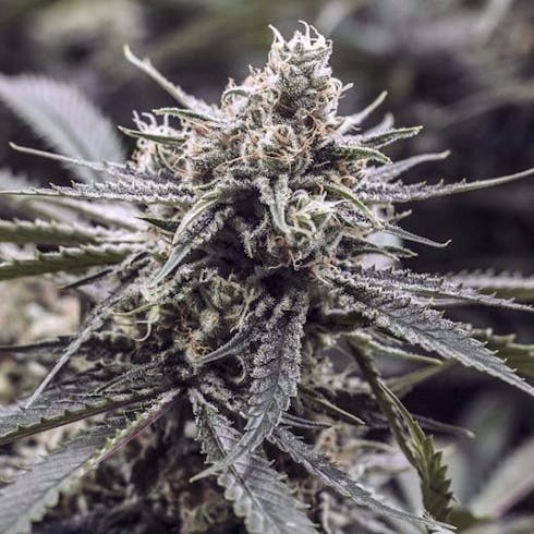 Mr. Good Chem (Recreational)