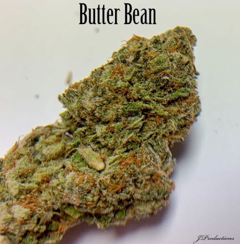 Butter Bean