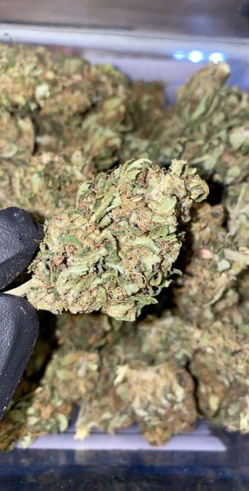 GRAPE STOMPER