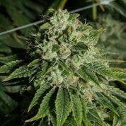 REC - Dalae OG