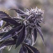 OG'er (Recreational)