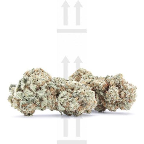 Chunky Skunk