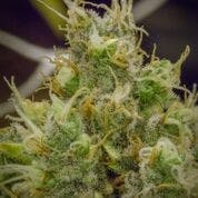 REC - Pineapple Express