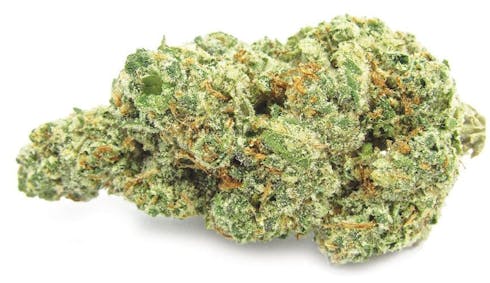 SENSI STAR (23.12%)