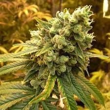 Sour Diesel (S)