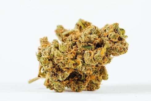 (TRUE HARVEST) Gluelato - Mid Tier