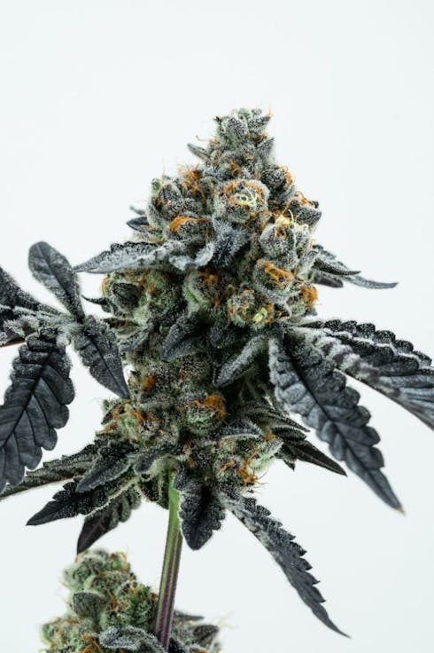 '09 Animal Cookies