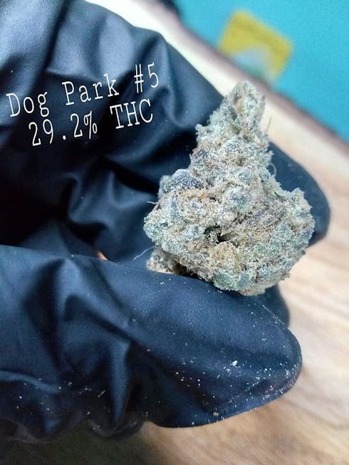 Dog Park #5