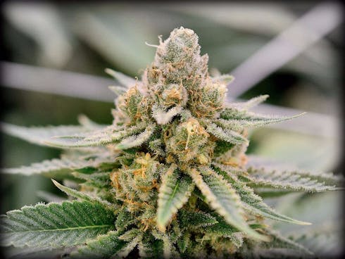 Good Medicine