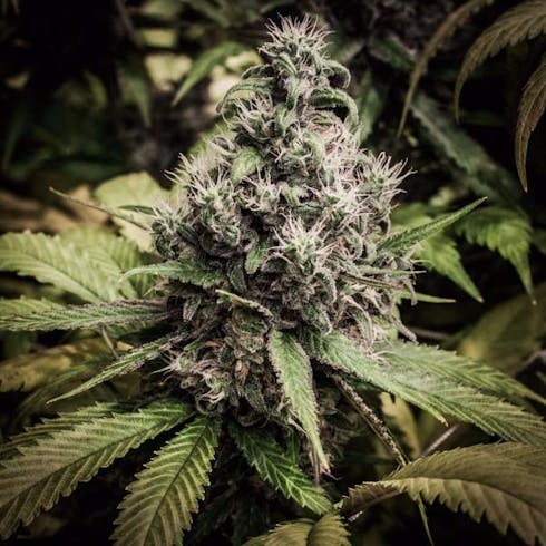 Glue #4 (Recreational)