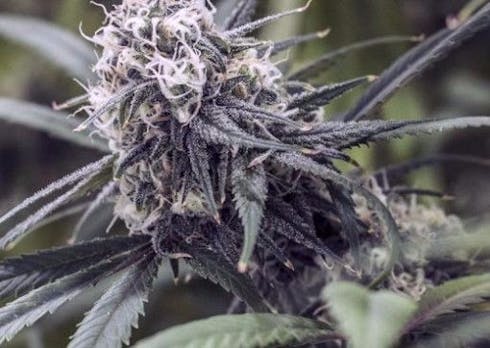Lemon Skunk (Medical)