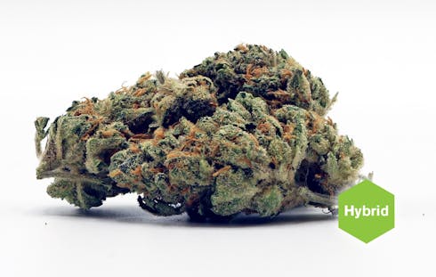 Key Lime Pie (BAM)