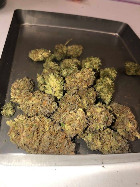 GSC (f.k.a. Girl Scout Cookies) Platinum