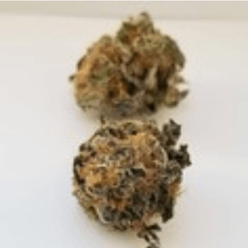 Secret Weapon by Harvest of Maryland