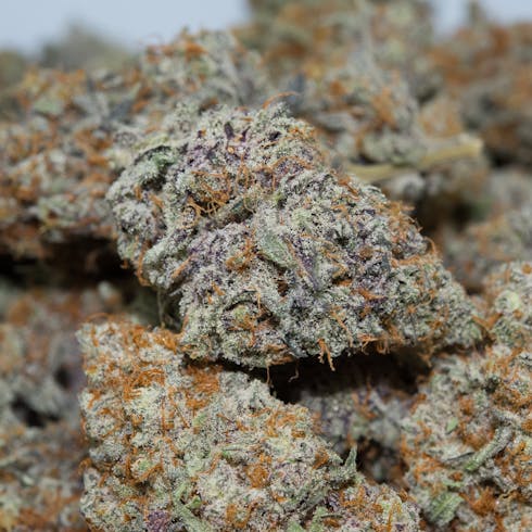 Gandalf by Experience Organics